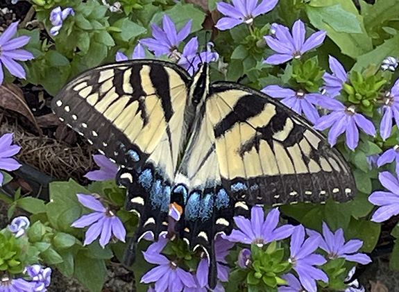 STATE BUTTERFLY