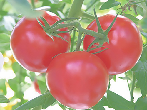 Choosing your tomatoes to plant