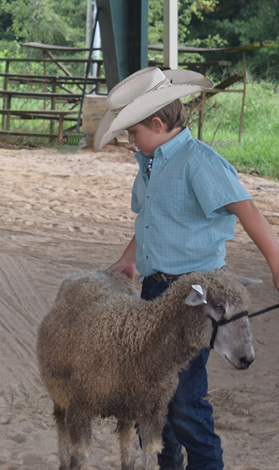Local kids showing off livestock just for the fun of it, pics 1