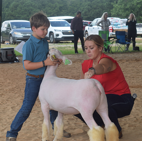 Local kids showing off livestock just for the fun of it, pics 4