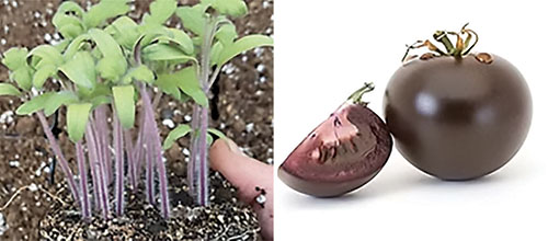 <i>The Purple tomato: A bold variety for next year's garden</i>