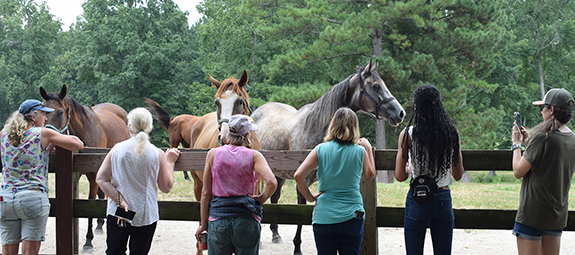 <i>Far from stubborn, mission-oriented mules respond to tough challenges, steal the show</i>